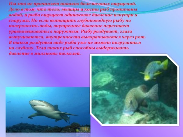 Давление морских глубин