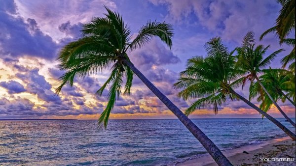 Красивые пальмы и море