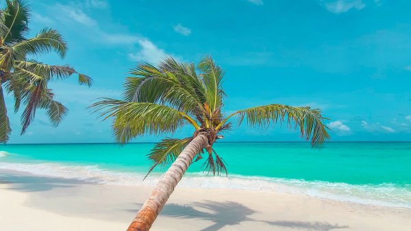 Море солнце пальмы