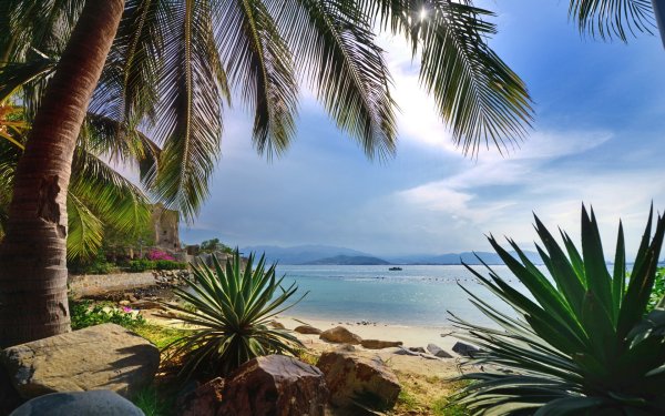 Море пальмы