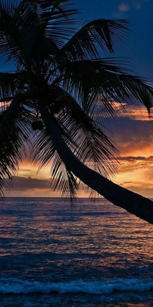 Океан песок пальмы