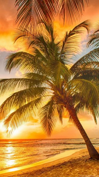 Остров пальмы море