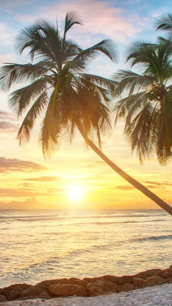 Пальмы и океан