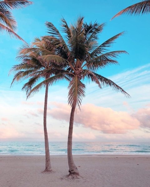 Пальмы обои на телефон вертикальные