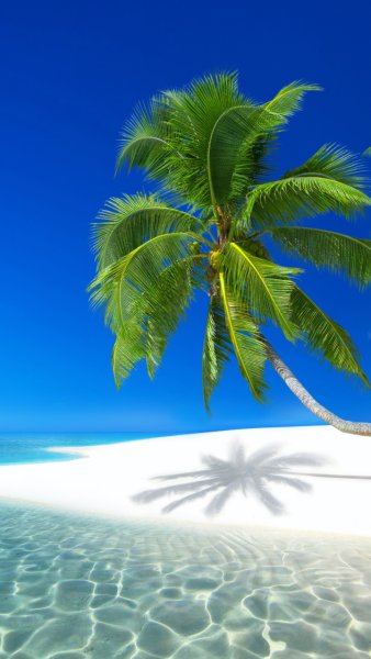 Море пальмы