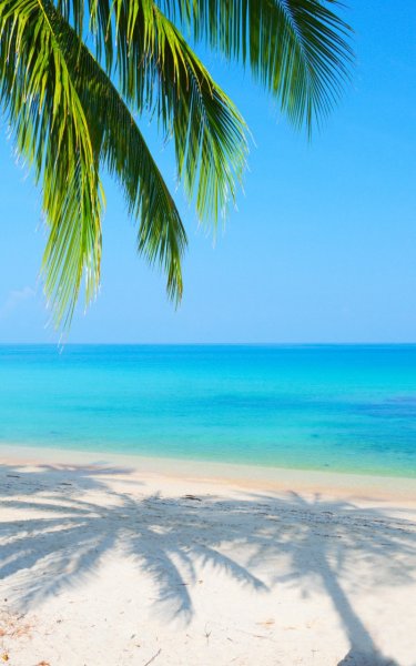 Море пальмы