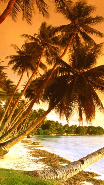 Пальмы Майами Бич пляж