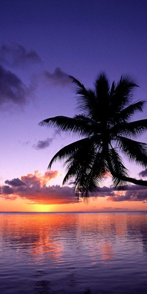 Красивые пальмы