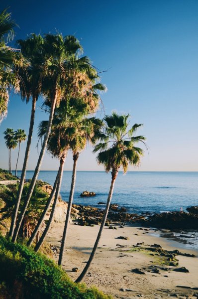 Пальмы ночью