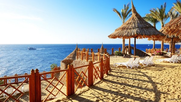 Шарм-Эль-Шейх пальмы