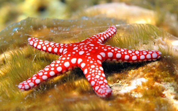 Осьминог и морская звезда