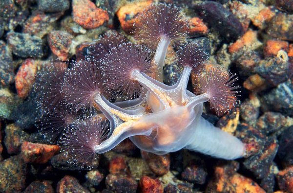 Люцернария медуза