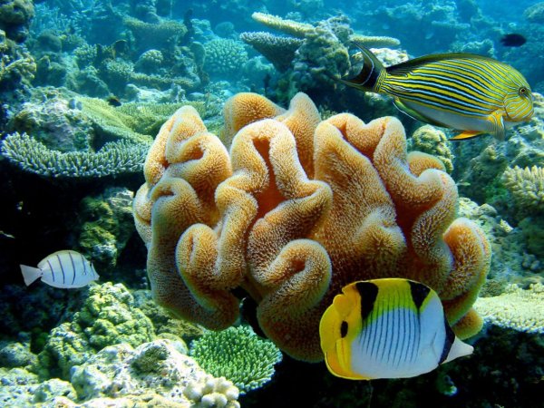 Обитатели индийского океана