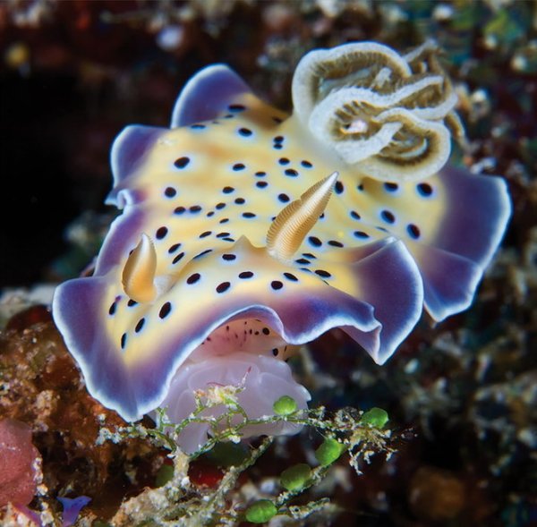 Морской СЛИЗЕНЬ Голожаберный моллюск