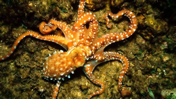 Синекольчатый осьминог