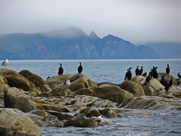 Охотское море бухта Гертнера