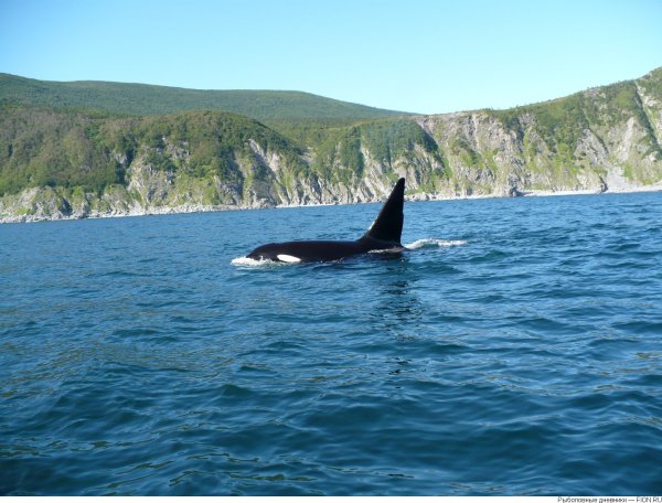 Охотское море Сахалин