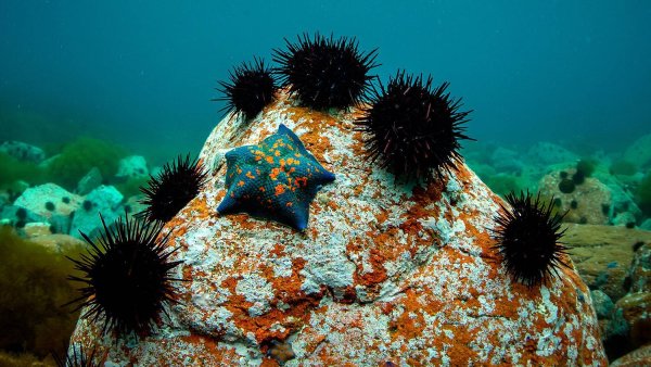 Морской еж залив Петра Великого