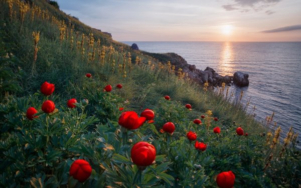 Маковые поля АЙПЕТРИ Крыма живопись