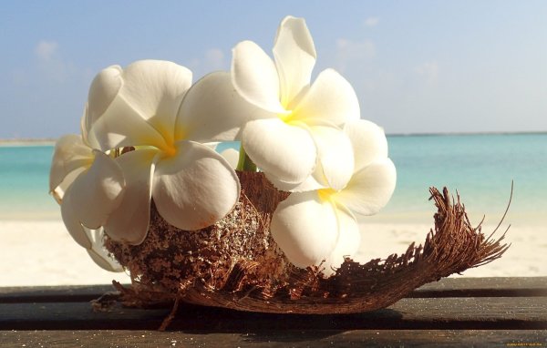 Цветы и море