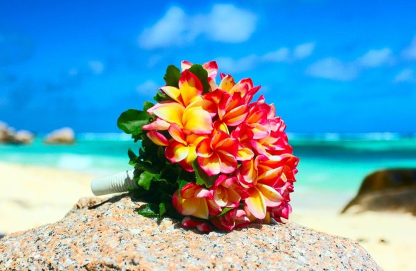 Экзотические цветы и море