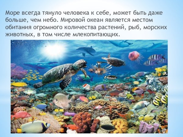 Морские обитатели