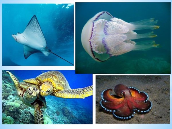 Рыбы обитающие в океанах морях
