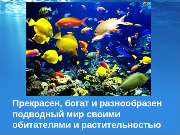 Морские жители для дошкольников