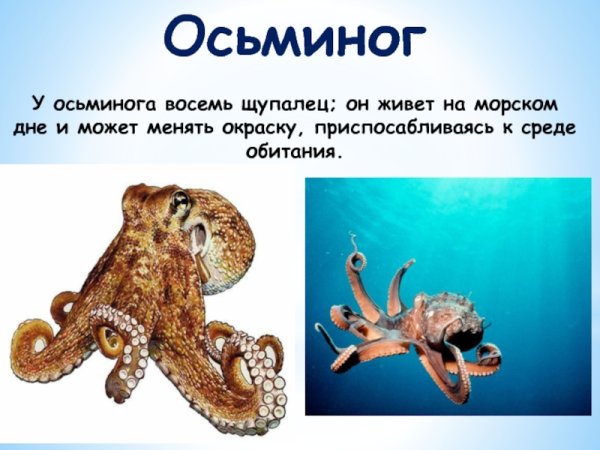 Интересные факты о скатах