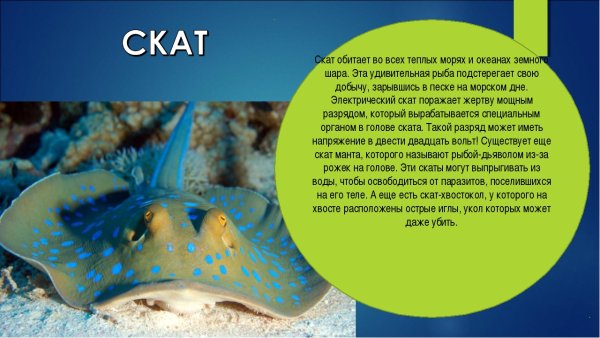 Информация о морских обитателях