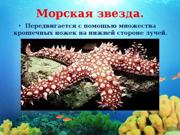 Сцифоидные медузы