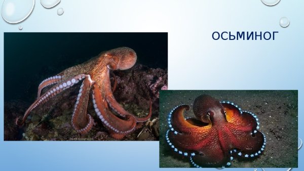 Скат морская лисица