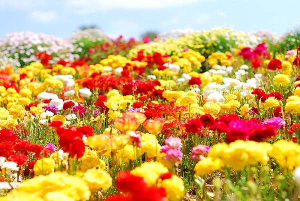 Всемирный день цветка