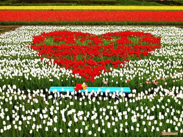 Открытка море цветов