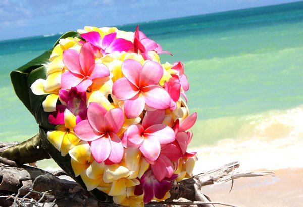 Багамы цветы