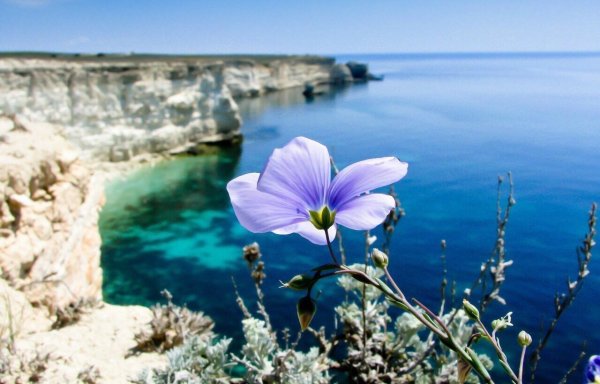 Цветущий кустарник Южный берег Крыма