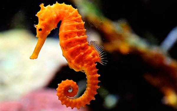 Длиннорылый морской конёк Черноморский