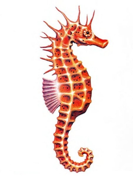 Морской конек вид сбоку