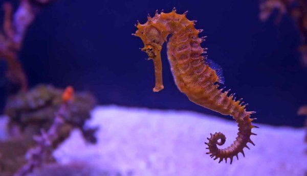 Короткомордый морской конек