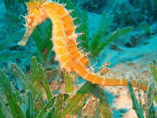 Морские коньки 4 класс