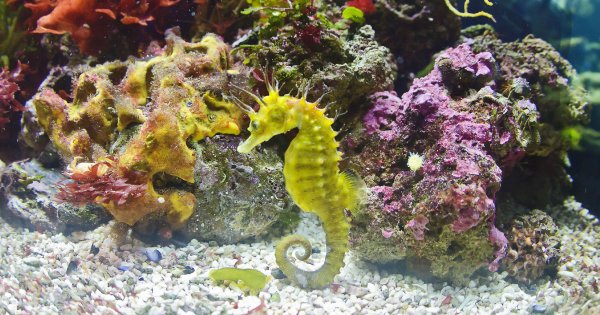 Морское дно морской конек