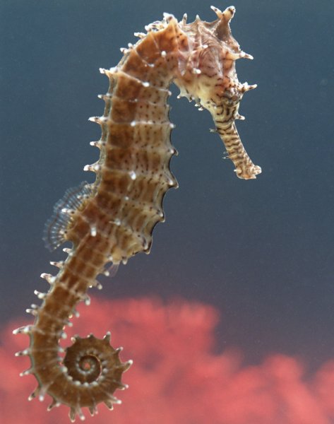 Морской конёк (Hippocampus guttulatus)