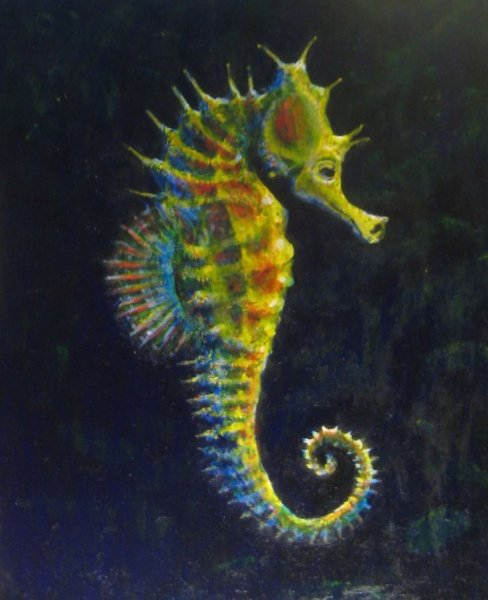 Морской конёк (Hippocampus guttulatus)