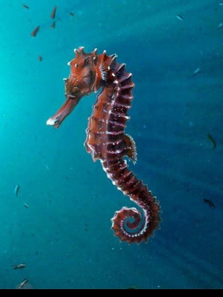 Морской конек сбоку