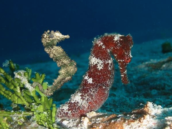 Морской конек в океане