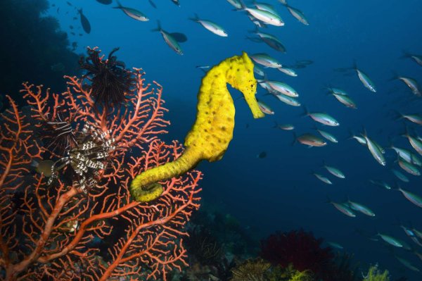 Морской конёк Сатоми