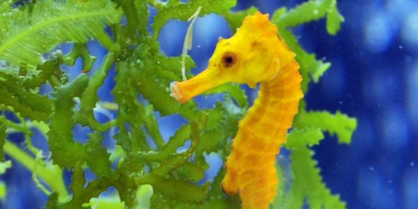 Карликовый морской конек