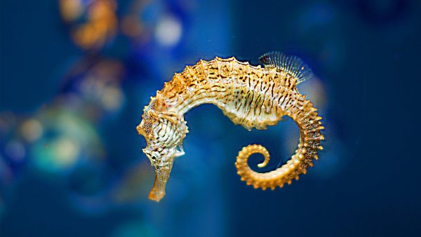 Морской конек сказочный