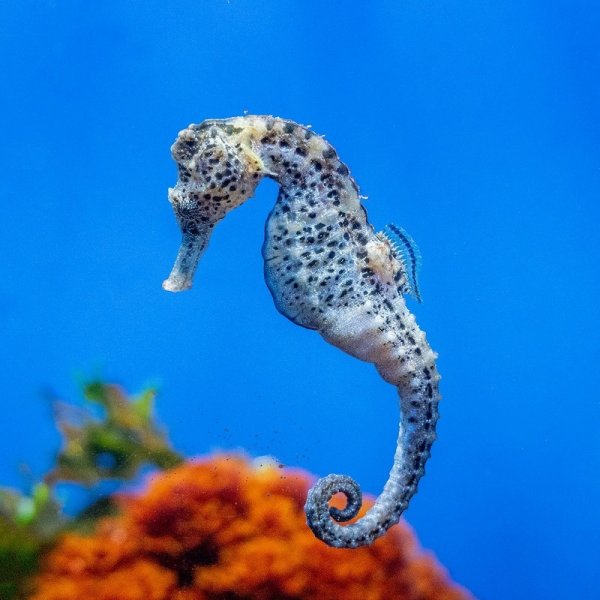 Морской конек в черном море