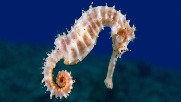 Морской конек оранжевый